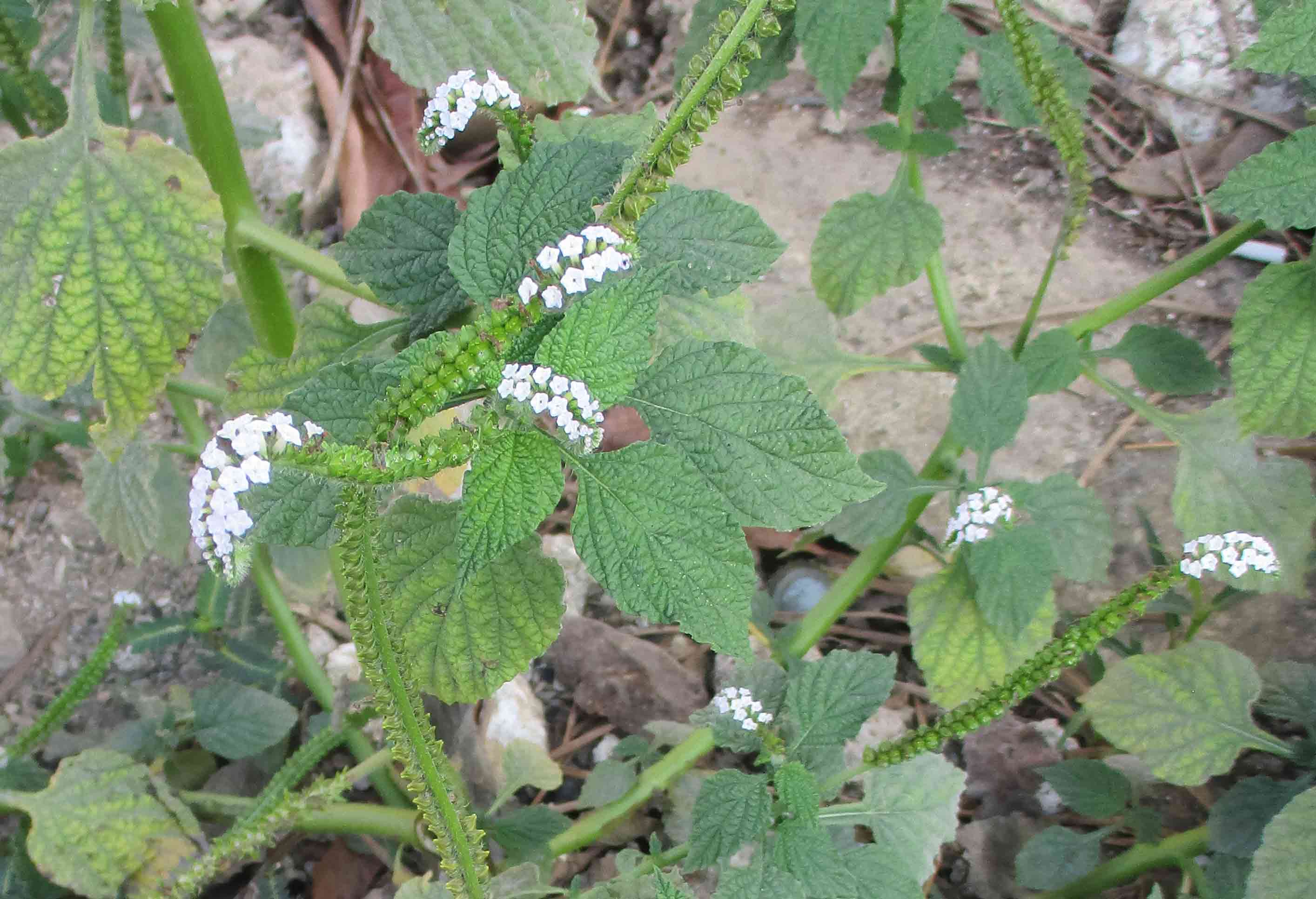 Indian heliotrope (Heliotropium indicum) as a roadside weed in Wacu La'ea village, northeastern Buton Island, Southeast Sulawesi, Indonesia Indian heliotrope (Heliotropium indicum) as a roadside weed in Wacu La'ea village, northeastern Buton Island, Southeast Sulawesi, Indonesia