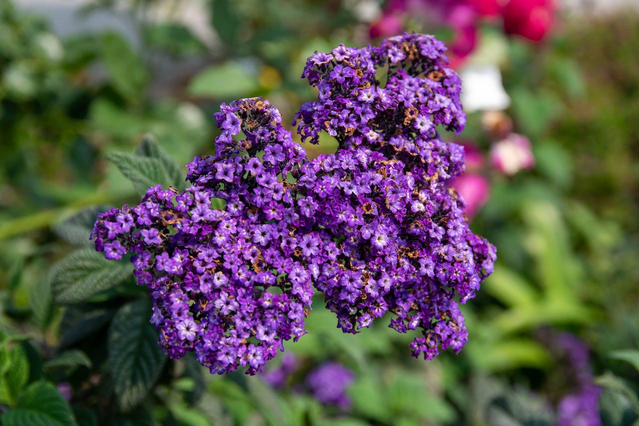 Blooming Heliotrope plant Blooming Heliotrope plant