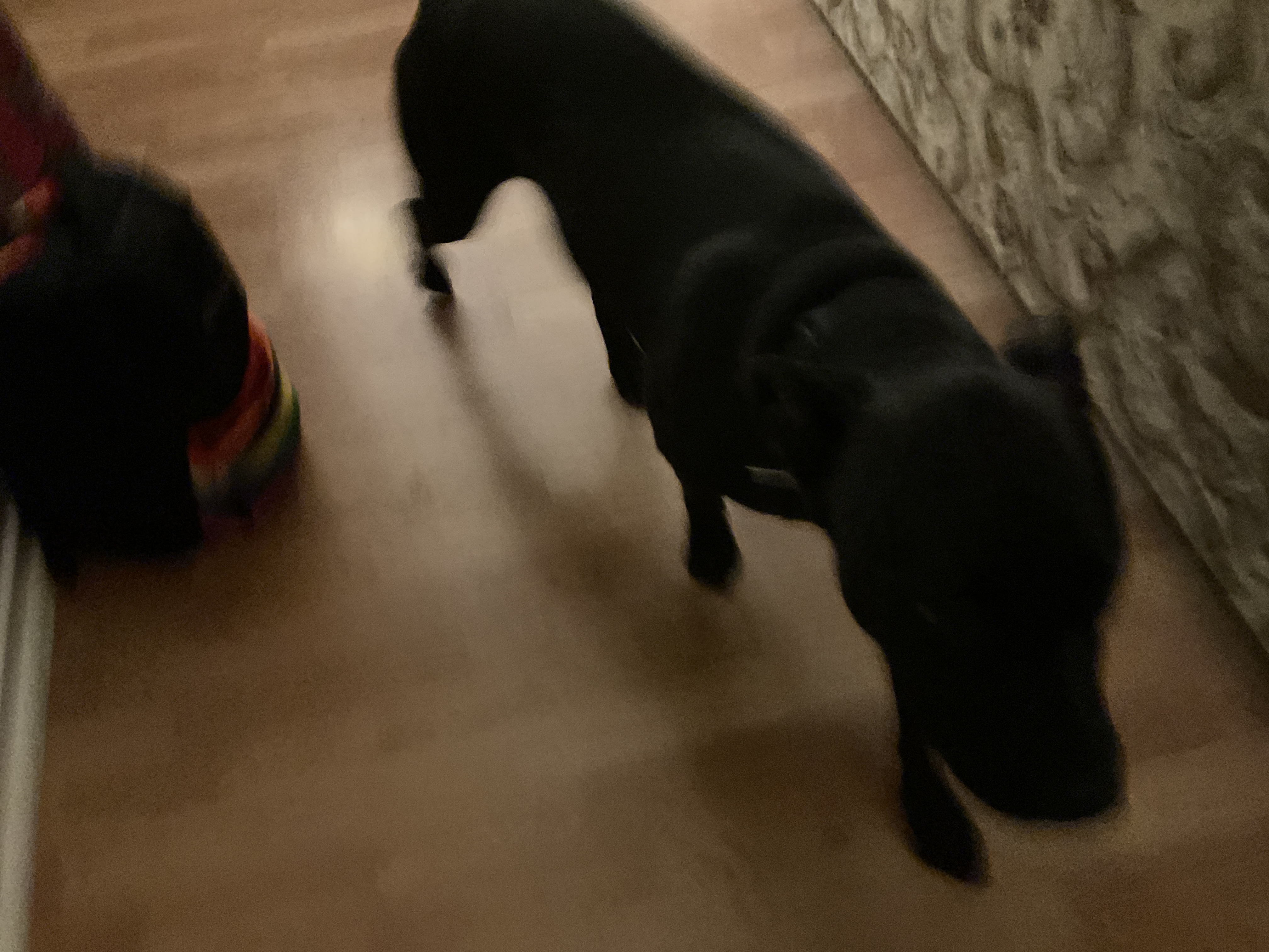 Hey Pandas, Post The Most Chaotic Picture Of Your Pet.