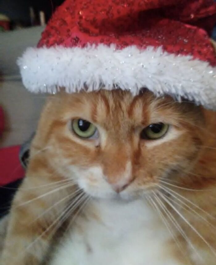 Simba Is Thrilled To Play Santa Paws This Year!