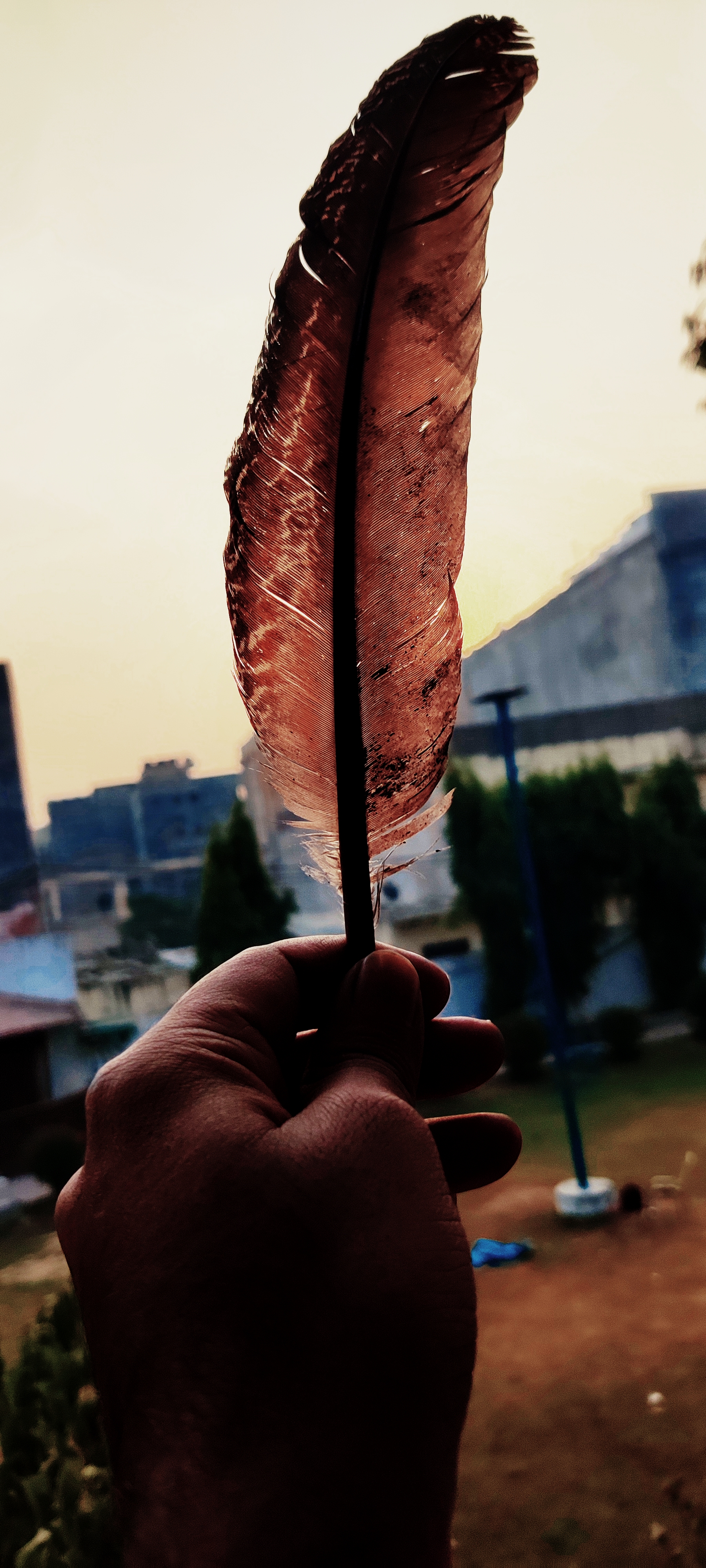 Hey Pandas, Post Photos Of Feathers You Found