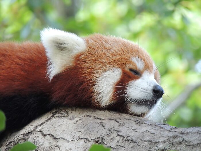 Red Panda! No Specific Reason, I Just Feel Most Like A Red Panda