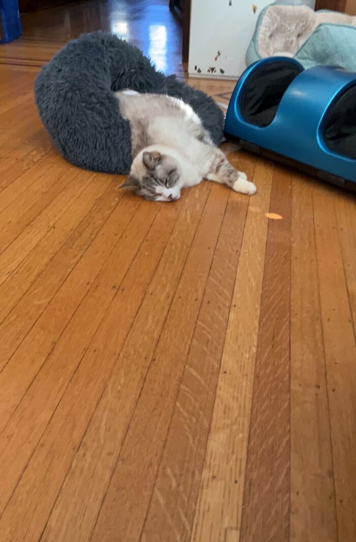 My Cat Fell While Sleeping In Her Small Bed