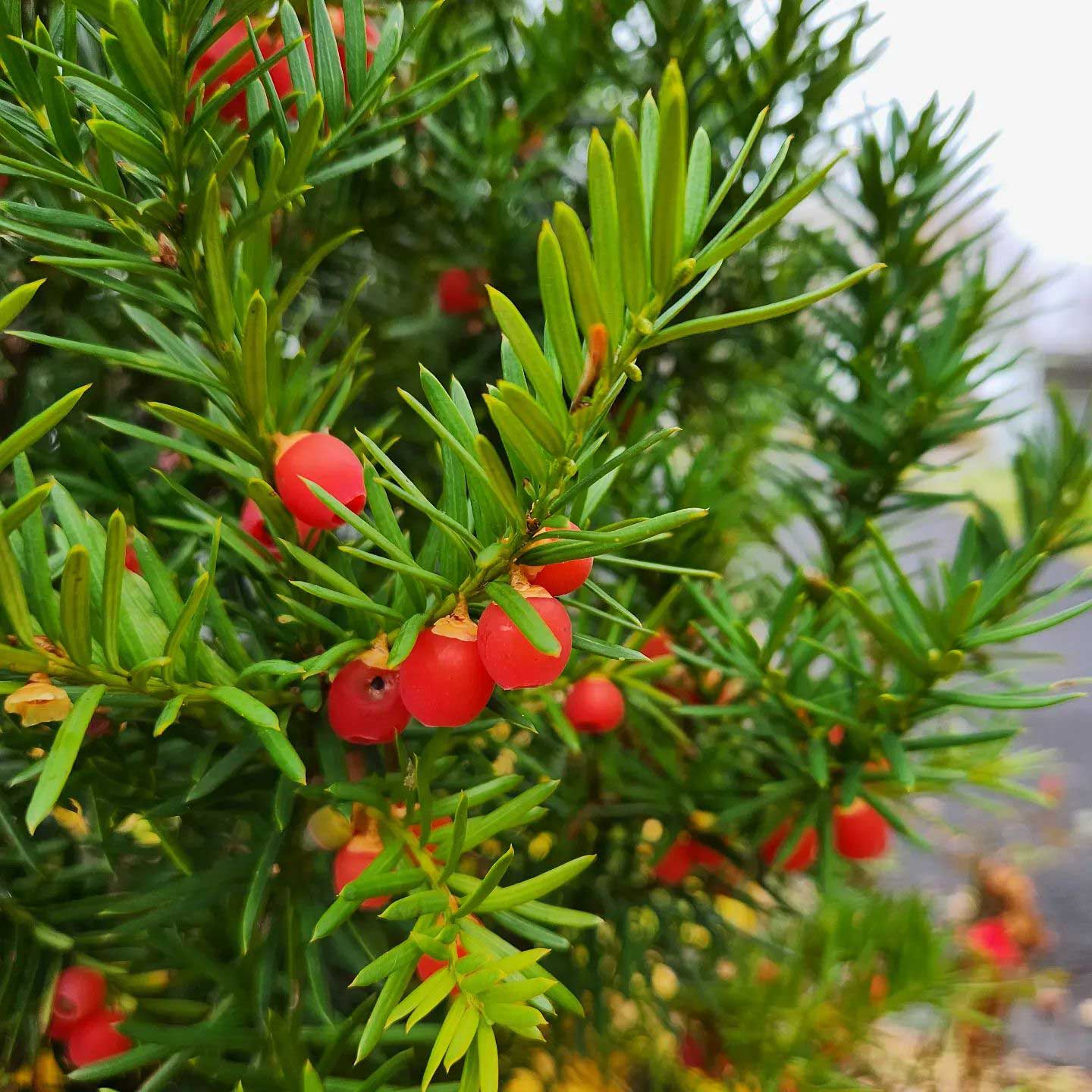 Close up of Hick’s Yew with berries Close up of Hick’s Yew with berries