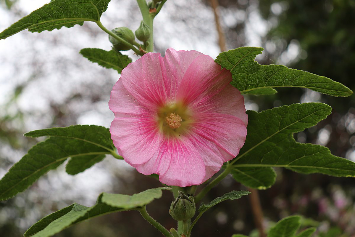 Hollyhock (Alcea rosea) in Santa Rosa, California Hollyhock (Alcea rosea) in Santa Rosa, California