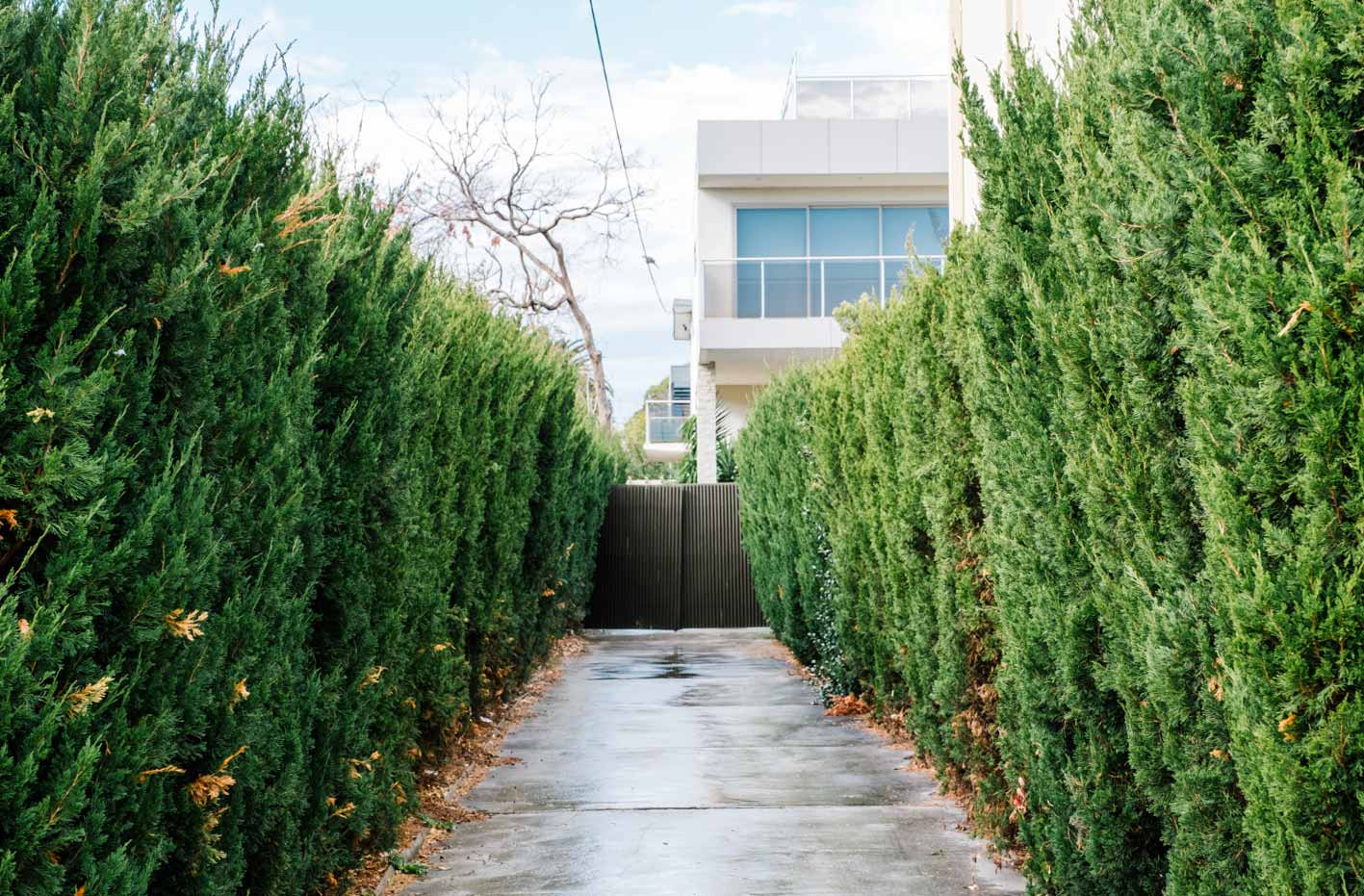 House with privacy trees House with privacy trees