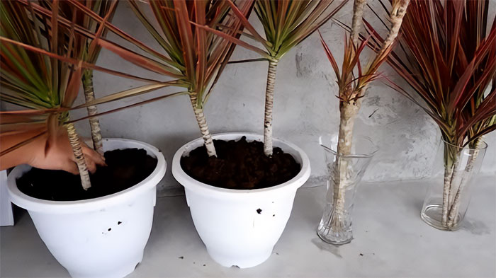 Example of dracaena propagating in soil and water.