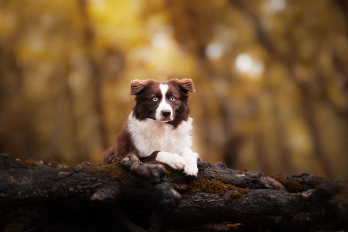 I Love Making Photo's Of Dogs During Autumn