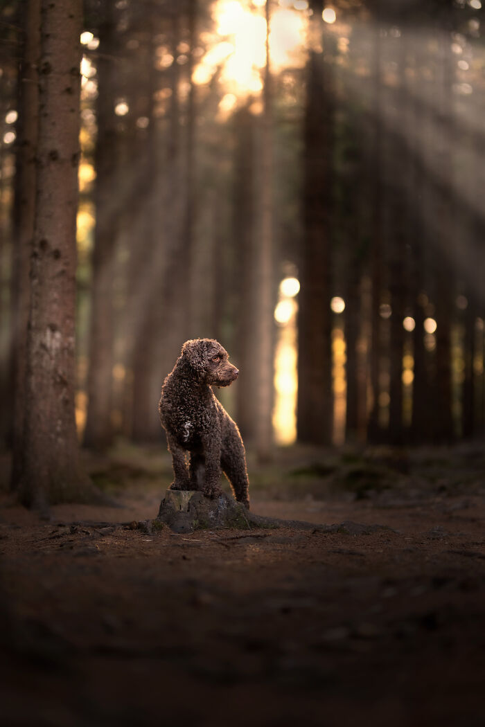 I Love Making Photo's Of Dogs During Autumn