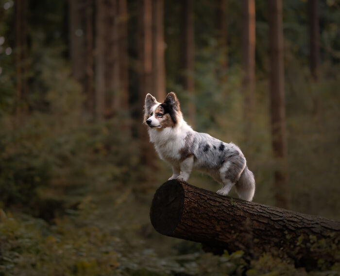 I Love Making Photo's Of Dogs During Autumn