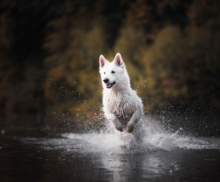 I Love Making Photo's Of Dogs During Autumn