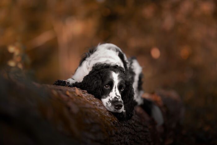 I Love Making Photo's Of Dogs During Autumn