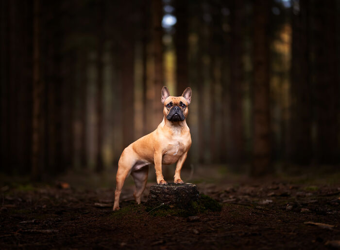 I Love Making Photo's Of Dogs During Autumn