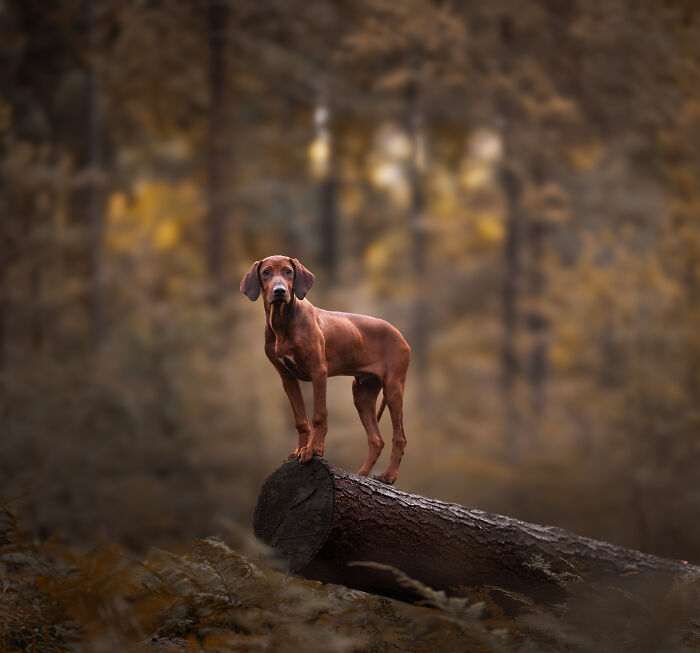 I Love Making Photo's Of Dogs During Autumn