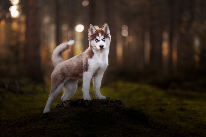 I Love Making Photo's Of Dogs During Autumn