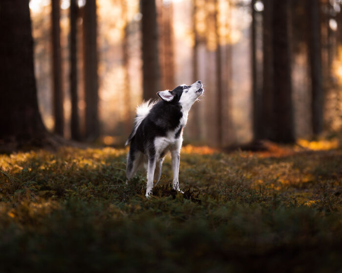 I Love Making Photo's Of Dogs During Autumn