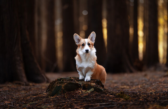 I Love Making Photo's Of Dogs During Autumn