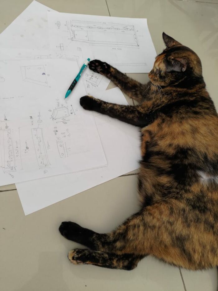 Tortie Doing The Final Checking For Hand Sketches