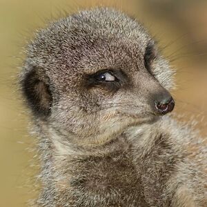 karenvanheerden avatar