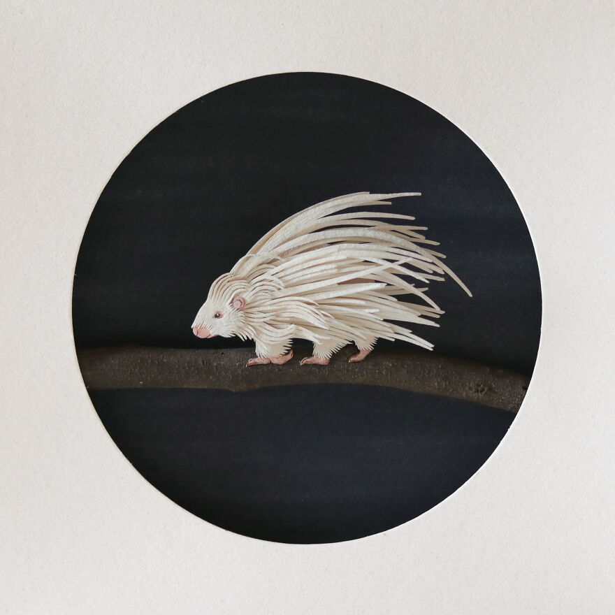 Albino Crested Porcupine