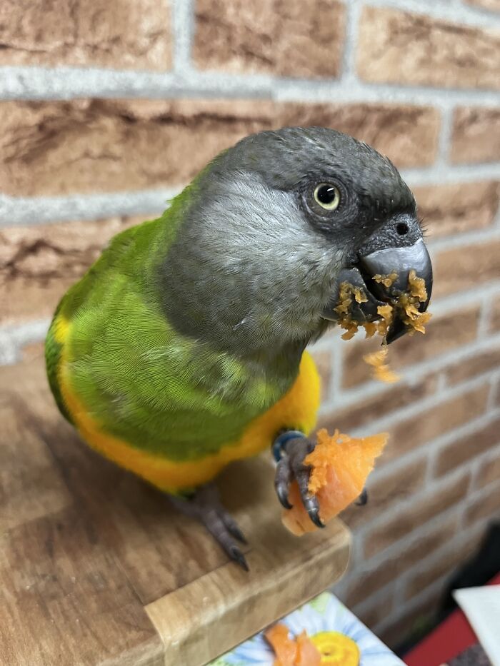 Messy Carrot Beak By Mango, My Senegal Parrot. He's A Spoiled Little Dude