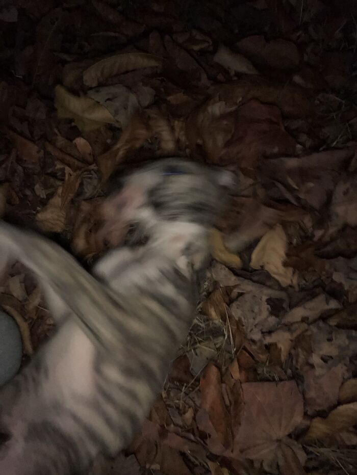 A Not Very Majestic Whippet Puppy Named Andrei. He Went Absolutely Wild In The Piles Of Leaves!