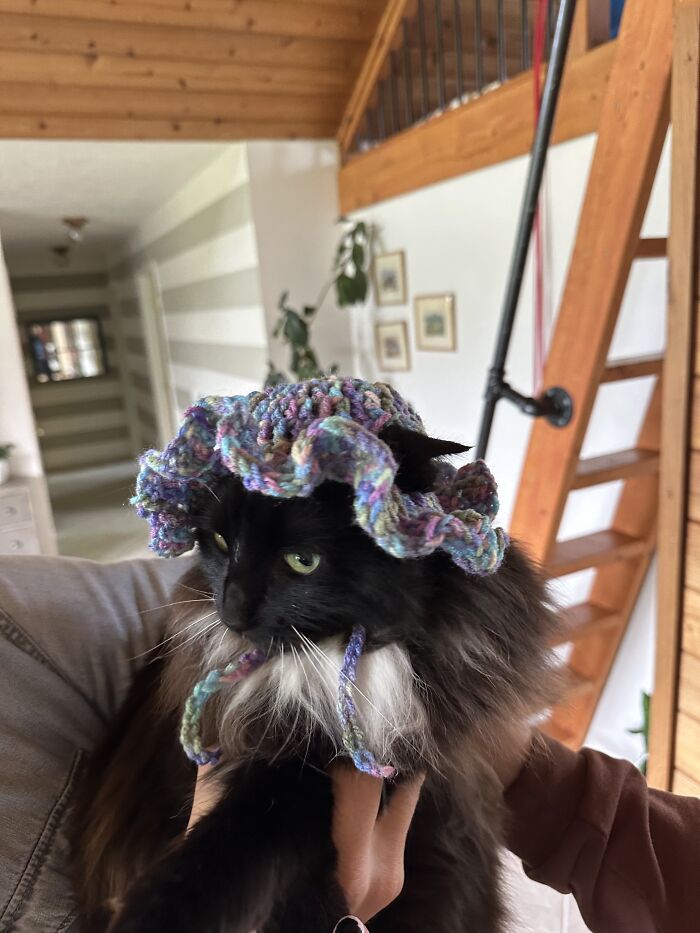 This Is My Cat. He Hates His New Hat
