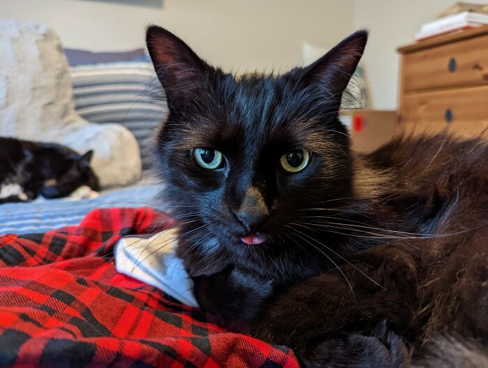 This Is The Image That I Used, It's A Picture Of My Cat, Ender, Doing A Blep 😺