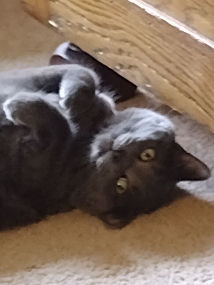 My Majestic Cat Mochi. Moo Moo Got Into The Catnip