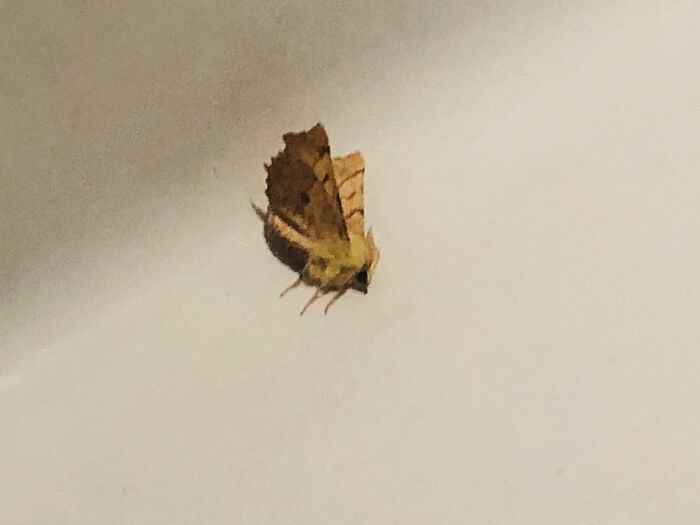 I Was Really Worried About This Moth… Except There Was Absolutely Nothing Wrong With It. Why Is It Posed Like That??!?
