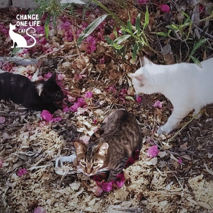 These Two Orphaned Kittens Are Learning To Enjoy The Warmth Of A Home These Two Orphaned Kittens Are Learning To Enjoy The Warmth Of A Home