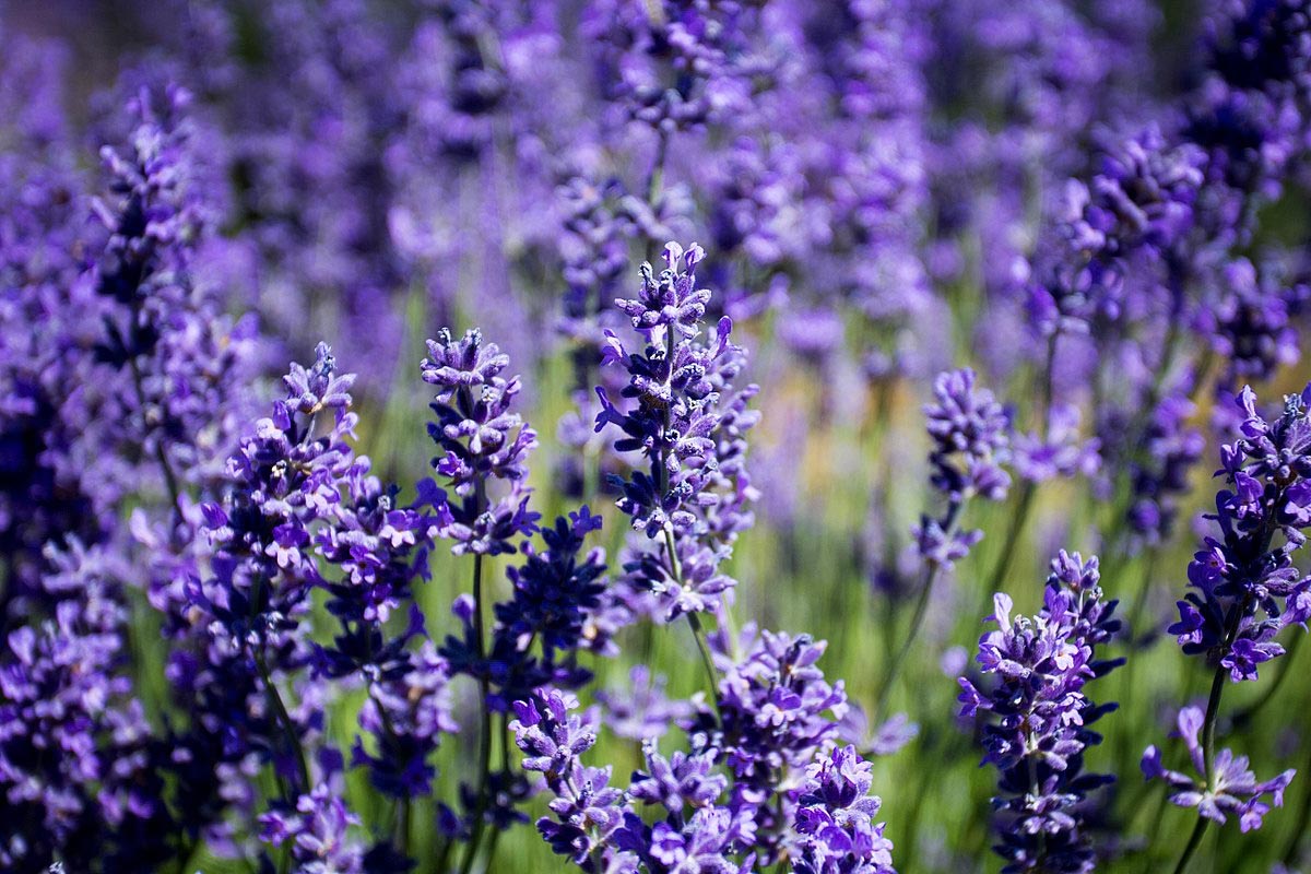 Lavender flowers in bloom, Oregon