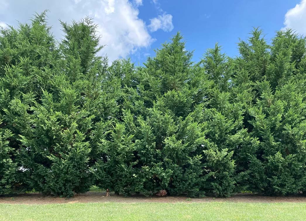 Leyland Cypress row Leyland Cypress row