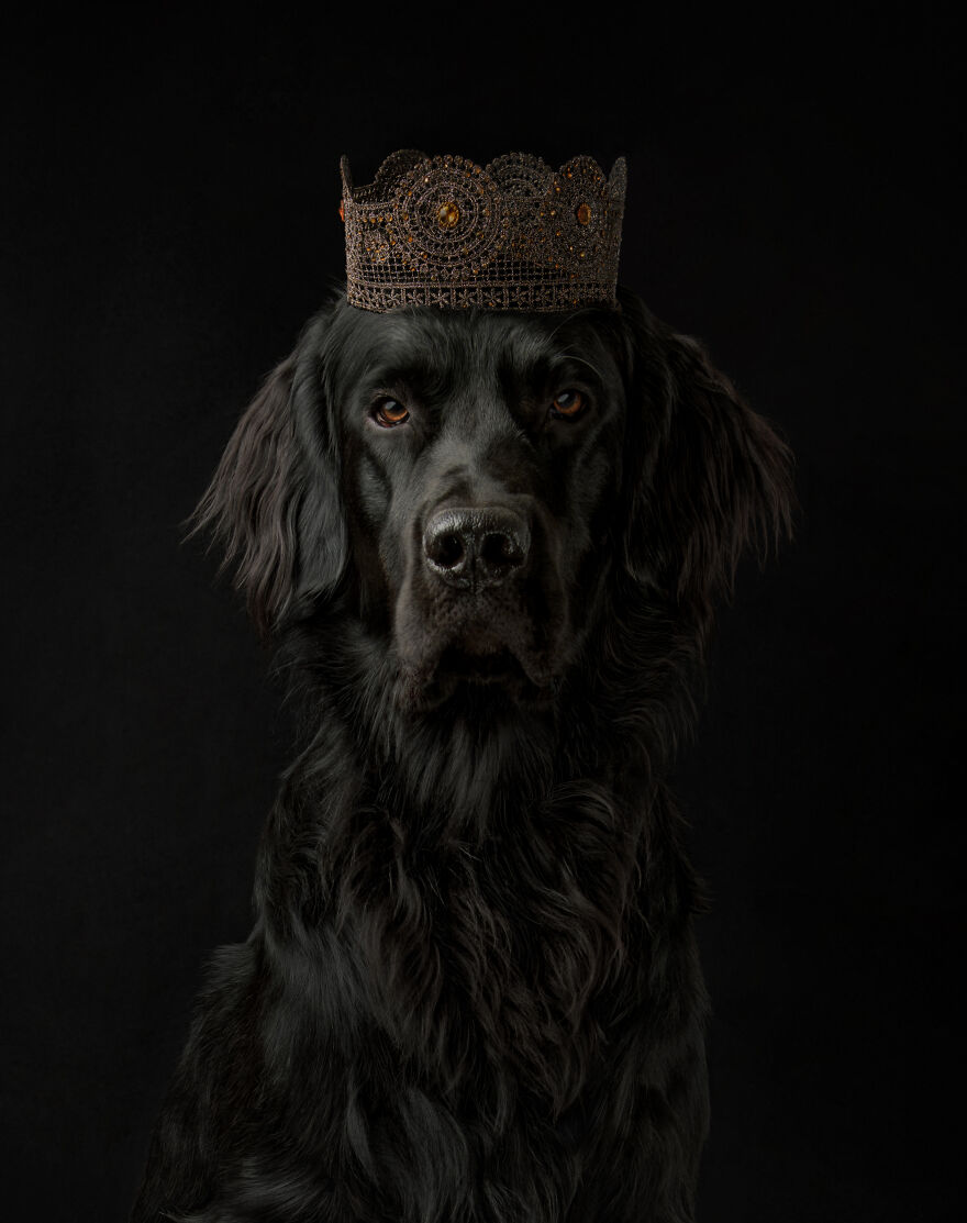 A photograph of a dog with crown