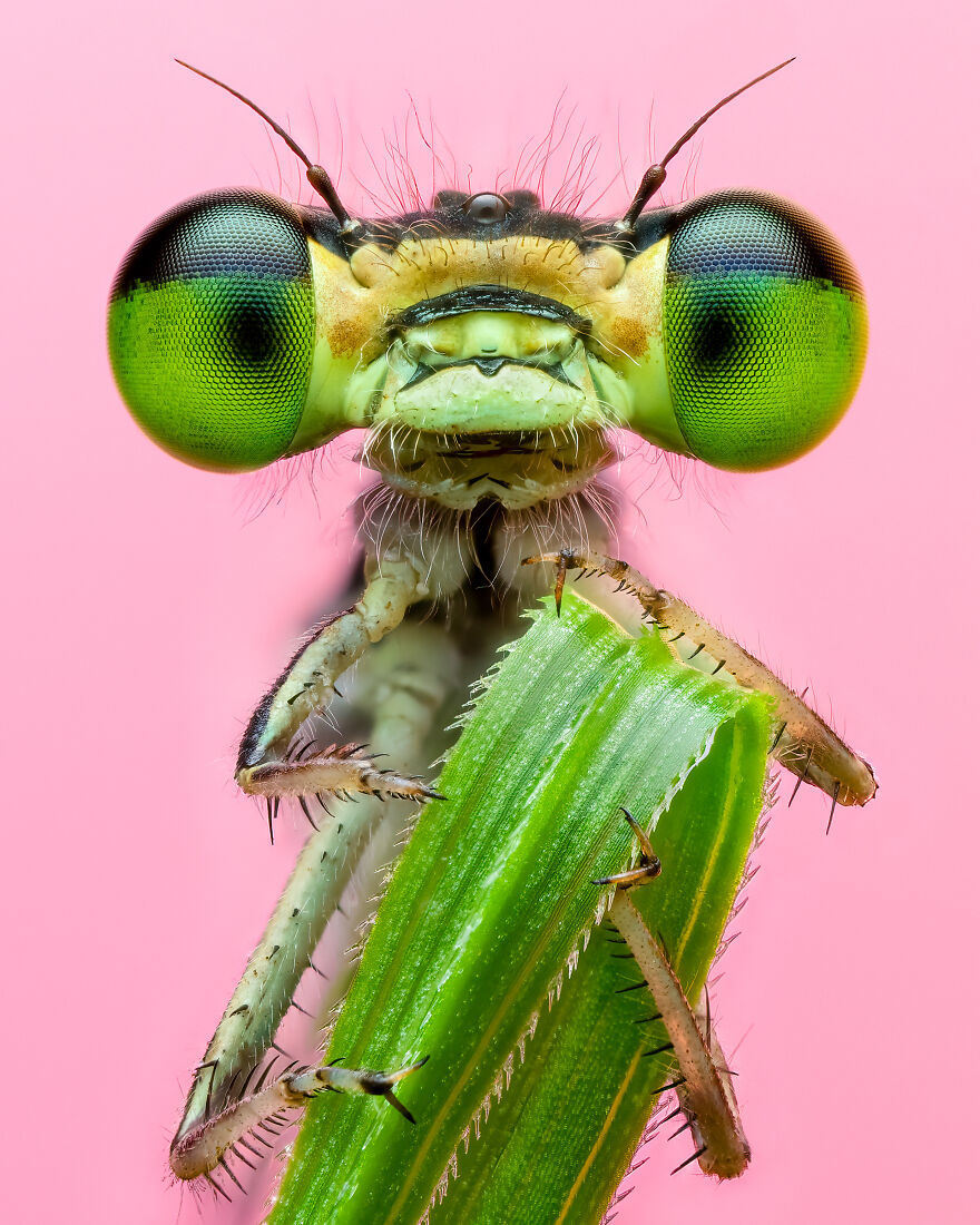 A picture of a damselfly