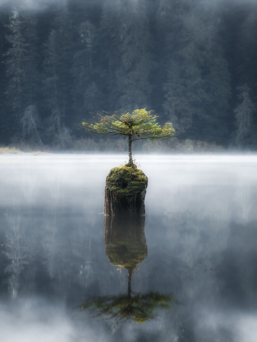 A photograph of a tree and its reflection
