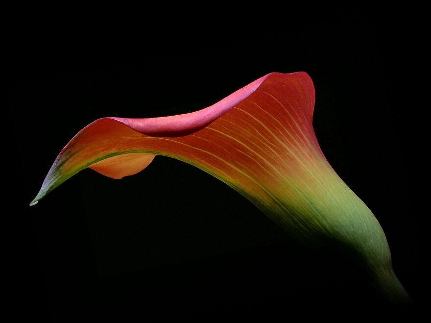 A photograph of a lily