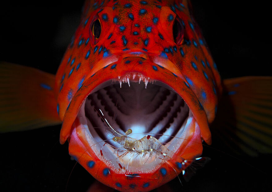 A photograph a cod catching a shrimp