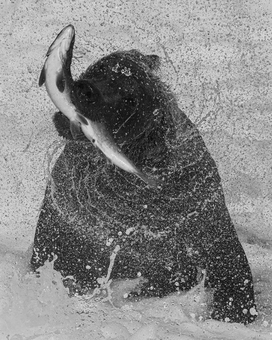 A photograph of a bear hunting salmon