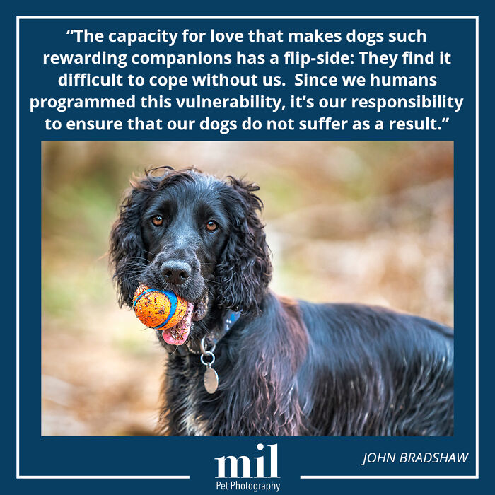 John Bradshaw - "The Capacity For Love That Makes Dogs Such Rewarding Companions Has A Flip-Side: They Find It Difficult To Cope Without Us. It's Our Responsibility To Ensure That Our Dogs To Not Suffer As A Result"