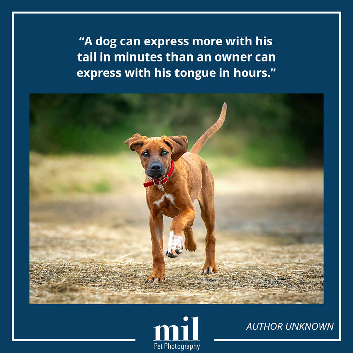 "A Dog Can Express More With His Tail In Minutes Than An Owner Can Express With His Tongue In Hours"