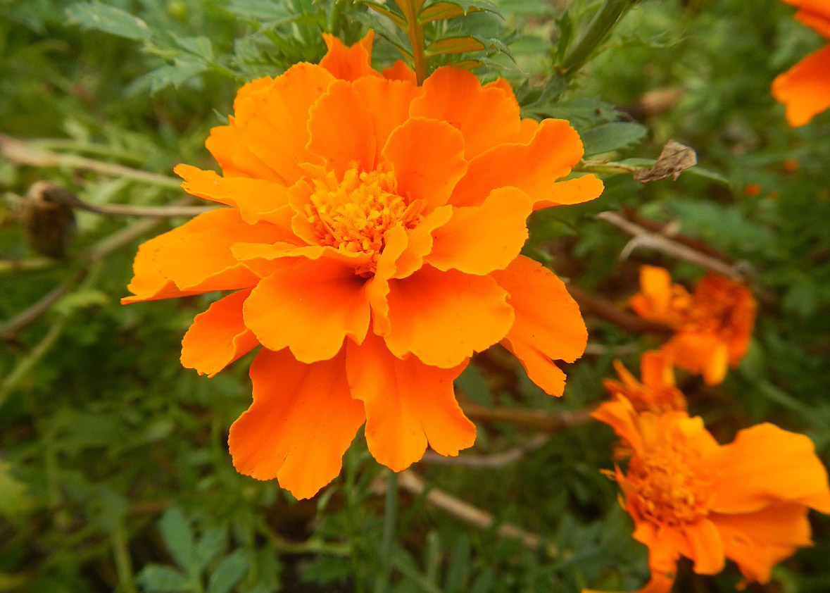 Marigolds (Tagetes) Marigolds (Tagetes)