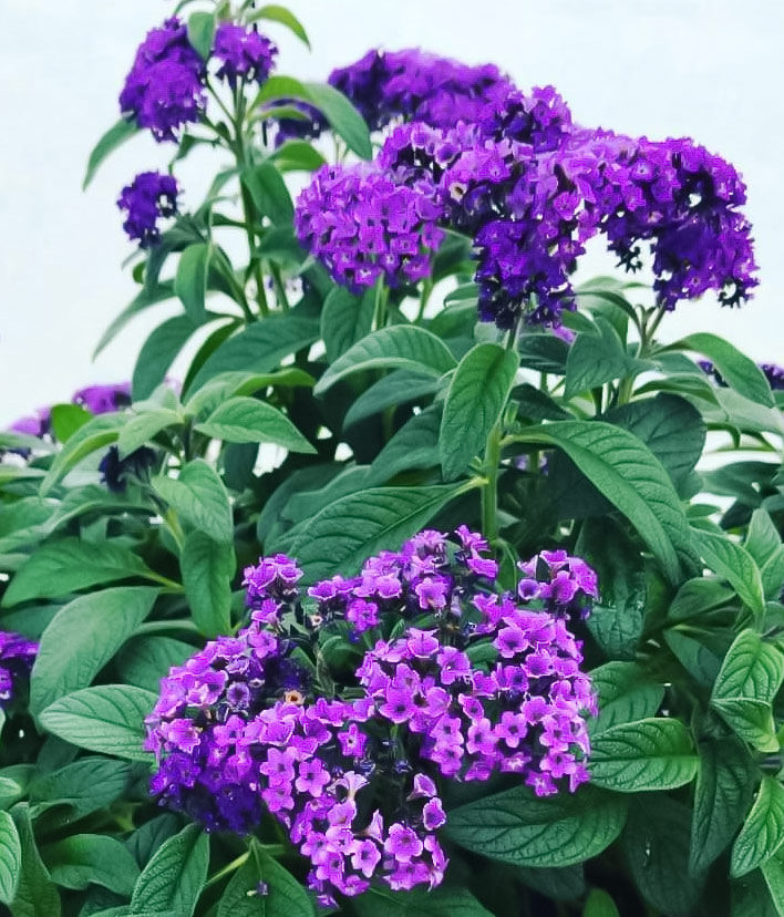 Blooming Marino Heliotrope Blooming Marino Heliotrope