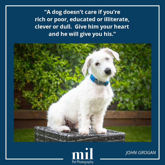 John Grogan - "A Dog Doesn't Care If You're Rich Or Poor, Educated Or Illiterate, Clever Or Dull. Give Him Your Heart And He Will Give You His"