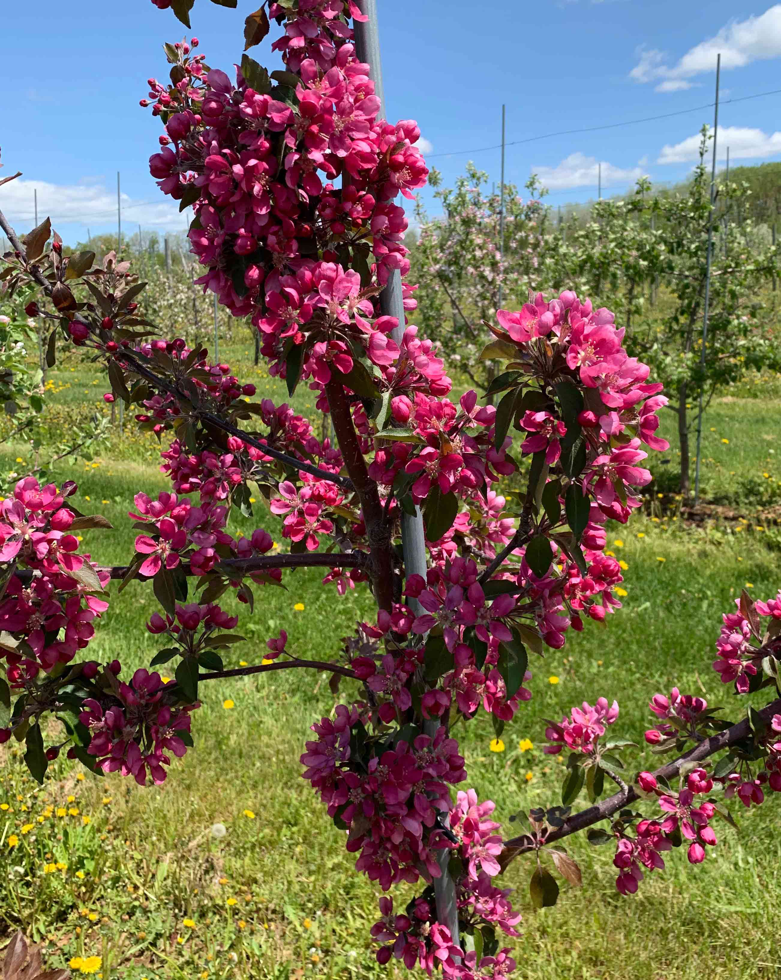 Maypole apple tree in bloom
