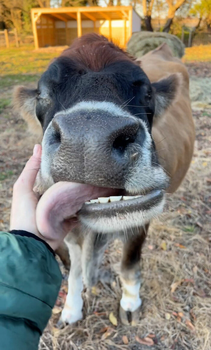 This Blind Cow Can’t Stop Cuddling With The People Who Rescued Her From A Dairy Farm