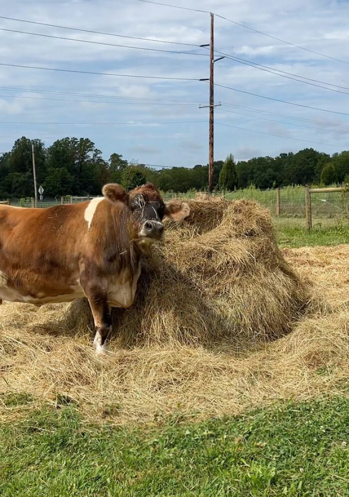 This Blind Cow Can’t Stop Cuddling With The People Who Rescued Her From A Dairy Farm