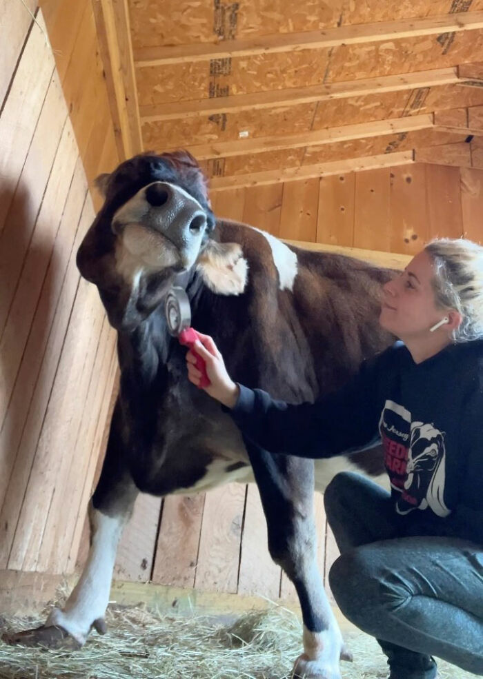 This Blind Cow Can’t Stop Cuddling With The People Who Rescued Her From A Dairy Farm