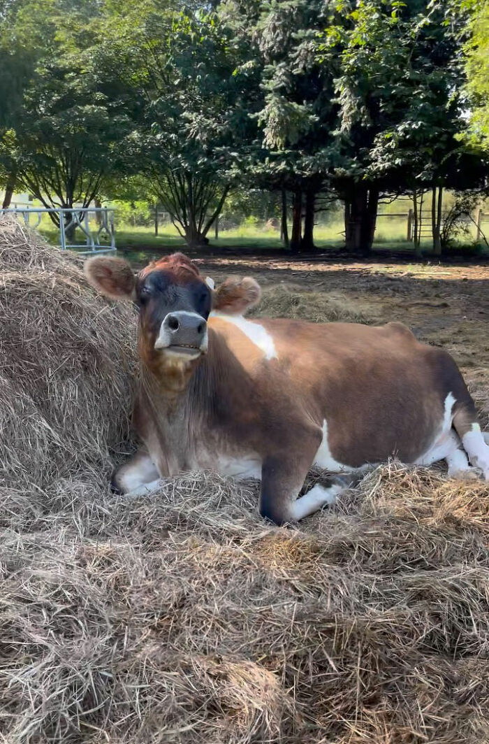 This Blind Cow Can’t Stop Cuddling With The People Who Rescued Her From A Dairy Farm