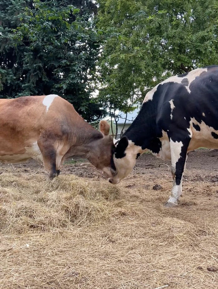 This Blind Cow Can’t Stop Cuddling With The People Who Rescued Her From A Dairy Farm